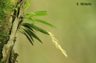 Pleurothallis linearifolia