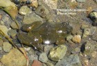 Atelognathus patagonicus