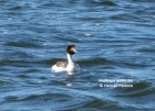Podiceps gallardoi