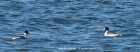 Podiceps gallardoi