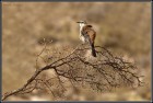 Mimus dorsalis