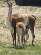 Lama guanicoe