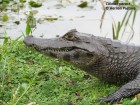 Caiman yacare