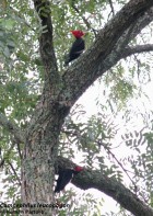 Campephilus leucopogon