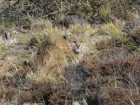 Leopardus pajeros