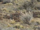Leopardus pajeros