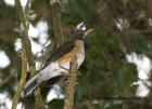 Turdus albicollis