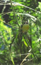 Tachuris rubrigastra