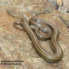 Galvarinus chilensis