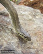 Galvarinus chilensis