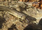 Galvarinus chilensis