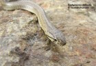 Galvarinus chilensis