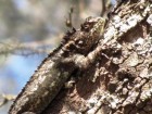 Tropidurus spinulosus