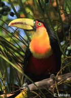 Ramphastos dicolorus
