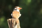 Nystalus chacuru