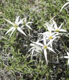 Tristagma patagonicum