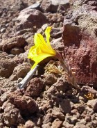 Alstroemeria patagonica