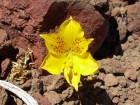 Alstroemeria patagonica