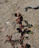 Chenopodium parodii