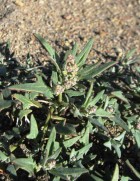 Chenopodium scabricaule