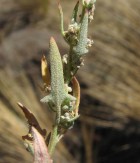 Chenopodium scabricaule