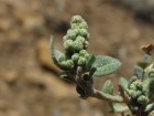 Chenopodium vulvaria