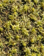 Azorella monantha