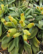 Azorella patagonica