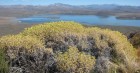 Mulinum spinosum