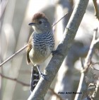 Thamnophilus ruficapillus