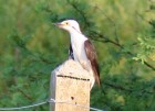Melanerpes candidus