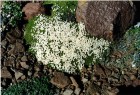 Lithodraba mendocinensis