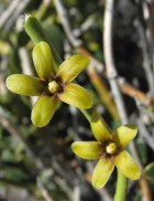 Diplolepis menziesii