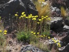 Grindelia chiloensis