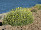 Grindelia chiloensis