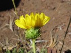 Grindelia chiloensis