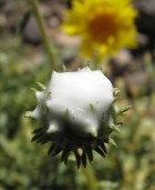 Grindelia chiloensis