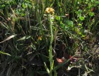 Gnaphalium moelleri