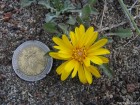 Grindelia prunelloides