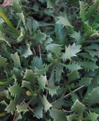 Haplopappus glutinosus