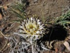 Hypochaeris incana