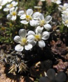Nassauvia hillii
