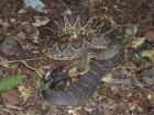 Crotalus durissus