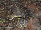 Crotalus durissus