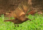 Turdus fumigatus
