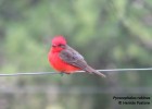 Pyrocephalus rubinus