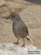 Agriornis montanus
