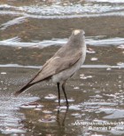 Muscisaxicola flavinucha