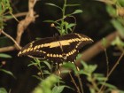 Papilio thoas