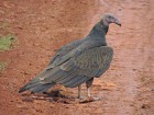 Cathartes aura